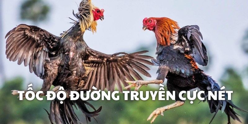 Tốc độ tải, truy cập xem trận đấu cực nhanh