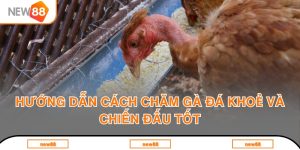 Cách chăm gà đá